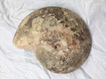 Fossili dal Mondo