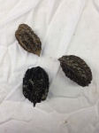 Noci fossili