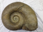 Ammonite