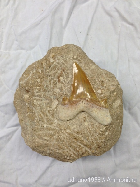 Otodus, Otodus obliquus