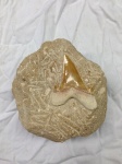 Dente di squalo