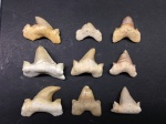 Dente di squalo con crescita anomala marocco