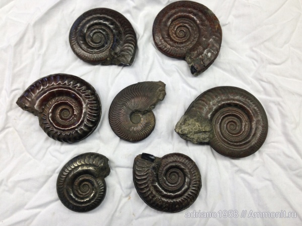 Hildoceras