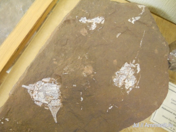 девон, Devonian, Agnatha