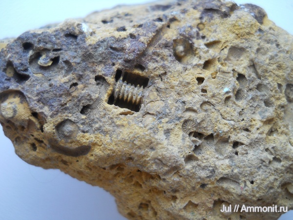 морские лилии, иглокожие, Crinoidea