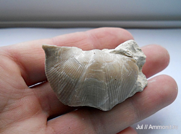 брахиоподы, девон, палеозой, Devonian, Воронежская область