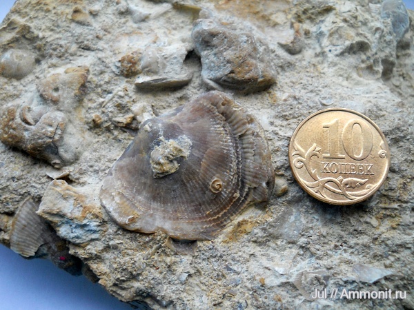 брахиоподы, девон, палеозой, Devonian, Воронежская область
