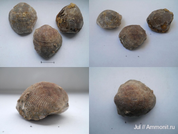 брахиоподы, девон, палеозой, Devonian, Воронежская область