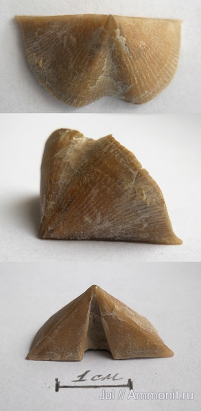 брахиоподы, девон, палеозой, Devonian, Воронежская область