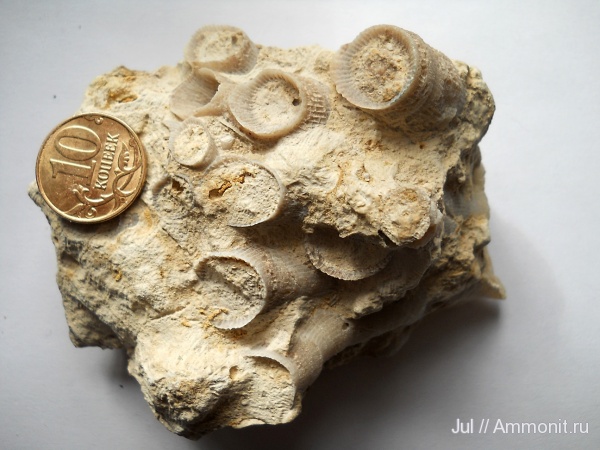 девон, кораллы, палеозой, кишечнополостные, Devonian, Rugosa, Воронежская область, Кривоборье