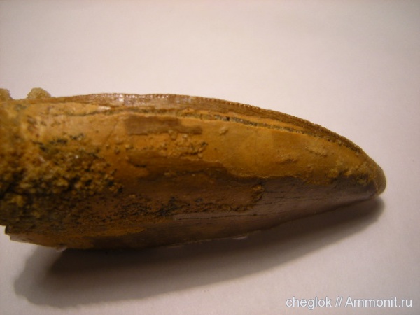 динозавры, мел, Марокко, зубы динозавров, Cretaceous