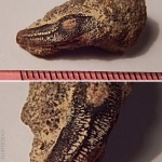 задний зуб Heterodontus