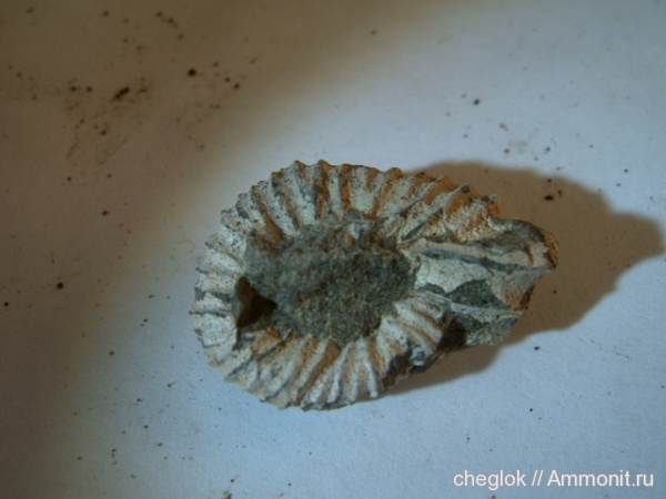 аммониты, мел, Дмитров, Ammonites, Cretaceous