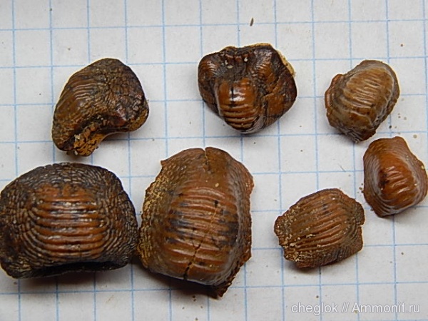 мел, акулы, сеноман, Ptychodus, Шацк, Cenomanian, Cretaceous, sharks