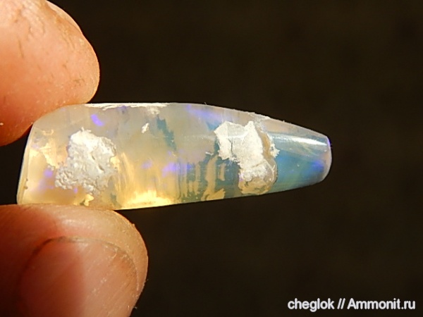 белемниты, Австралия, мезозой, belemnites