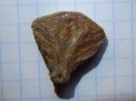 гипуральная кость рыбы