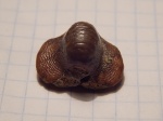 птиходус осенний