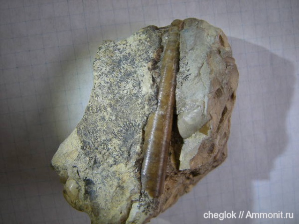ортоцерасы, пермь, Казахстан, артинский ярус, гора Жиль-Тау, Permian