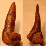 Зуб костной рыбы с корнем