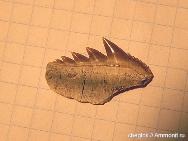 Казахстан, зубы акул, Мангышлак, Notorhynchus, бартон, shark teeth