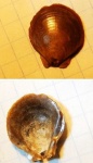Entolium nummulare или erraticum?