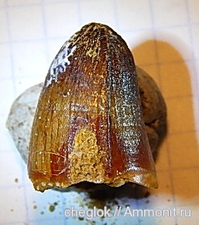 мел, крокодилы, Марокко, зубы рептилий, Cretaceous