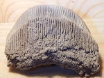 зуб ската Myliobatis из Казахстана