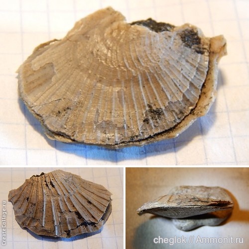 юра, Фили, двустворчатые моллюски, Oxytoma, Jurassic