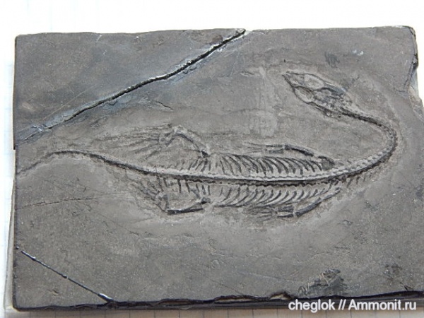 триас, Китай, мезозой, Keichousaurus, Keichousaurus hui, Triassic