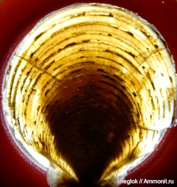 юра, Фили, двустворчатые моллюски, Entolium, Entolium erraticum, Jurassic