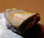 Deltoptychius  из Цемгиганта