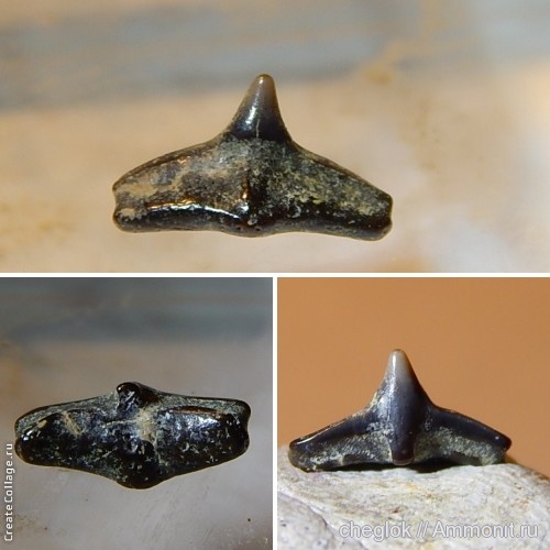 сеноман, зубы акул, Cederstroemia, Саратовская область, Александровка, Cenomanian, shark teeth