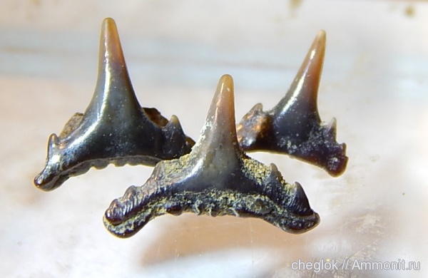 мел, сеноман, зубы акул, Саратовская область, Synechodus, Александровка, Cenomanian, Cretaceous, shark teeth