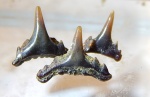 Synechodus из Александровки