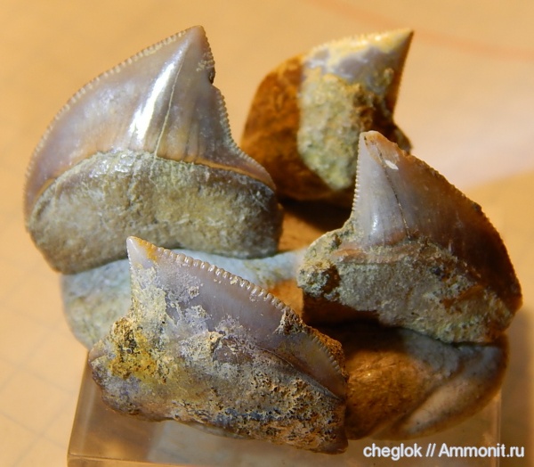 Squalicorax, зубы акул, Саратовская область, кампан, Squalicorax kaupi, Карякино, Campanian, shark teeth