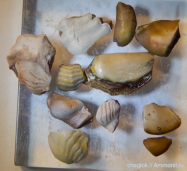 карбон, Цемгигант, рыбы, Deltodus, Deltoptychius, Sandalodus, fish