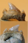Archaeolamna