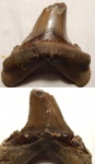 неожиданный Otodus poseidoni