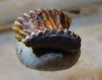 наконец-то поймал Solenodus crenulatus !