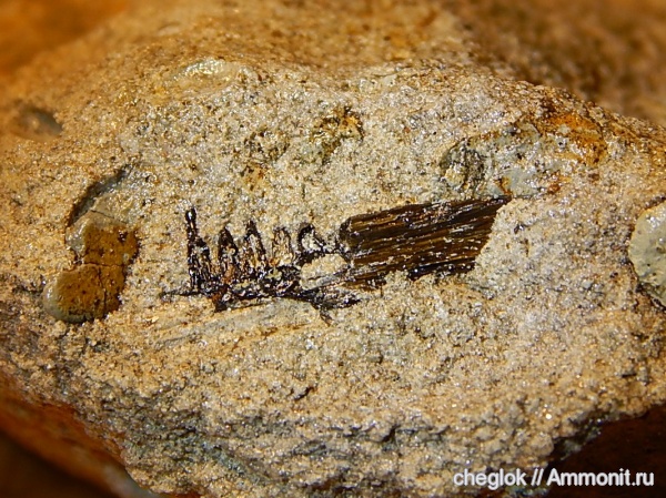 триас, амфибии, позвоночные, р. Унжа, лабиринтодонты, Triassic