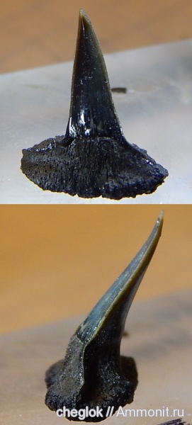 юра, Sphenodus, зубы акул, Jurassic, shark teeth