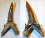 Mennerotodus(? по вопросом) из Мангышлака