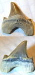 Parotodus из Мангышлака