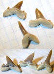 Isurolamna с Мангышлака