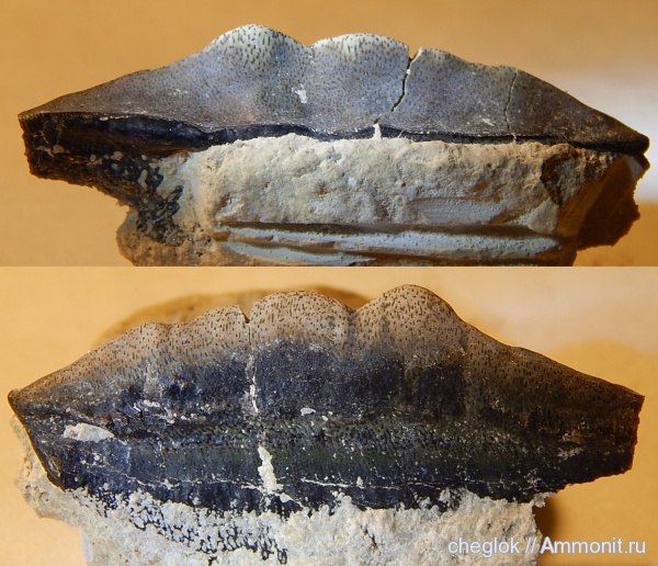 карбон, Пески, зубы акул, Petalodontiformes, Paracymatodus, Paracymatodus reclinatus, shark teeth