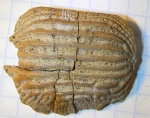 Ptychodus polygyrus 3 см размером