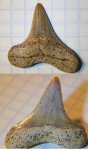 Cretoxyrhina mantelli из Шацка