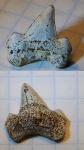 Cretoxyrhina лапочка