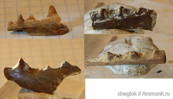 мел, Казахстан, челюсти рыб, сантон, костные рыбы, Santonian, Cretaceous