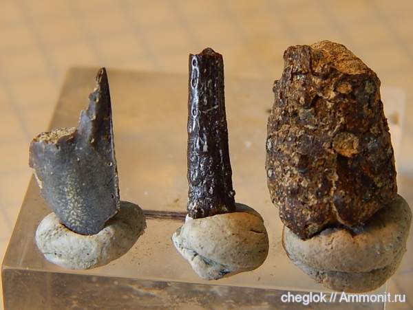 мел, членистоногие, ракообразные, Казахстан, сантон, Кублей, Santonian, Cretaceous